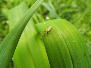 ジョウカイボン soldier beetle