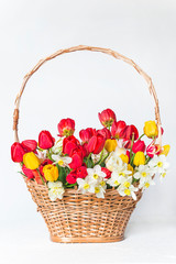 Fototapeta na wymiar Wicker basket with red and yellow tulips and white daffodils on white background. Vertical picture