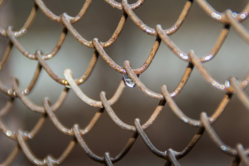 Fototapeta premium 0650