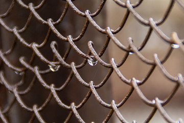 Fototapeta premium 0651