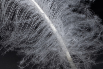 beautiful goose feather with down on a black background close up