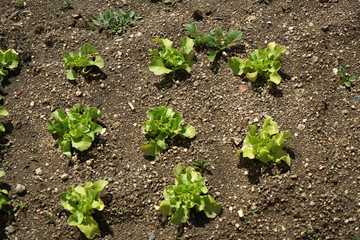 Salad garden in Bavaria carefully maintained
