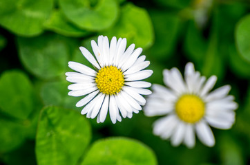 Fototapeta premium White daisy flower with grass in the garden