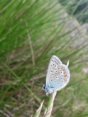 blue butterfly sitting on flower in spring time on sunny day