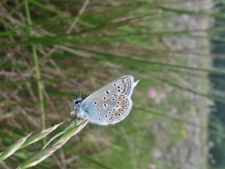 Fototapeta na wymiar blue butterfly sitting on flower in spring time on sunny day
