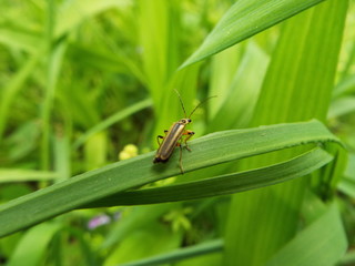 ジョウカイボン soldier beetle