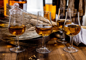Tasting glasses with aged Scotch whisky or bourbon on old dark wooden vintage table with barley grains