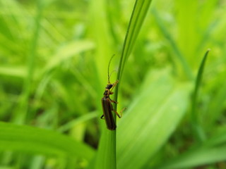 ジョウカイボン soldier beetle