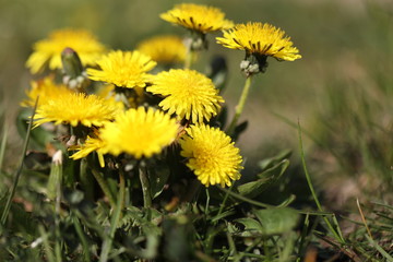 yellow dandelions in the garden