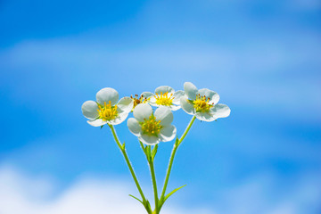 white blooming fresh beautiful flowers on a classic blue background, concept saver