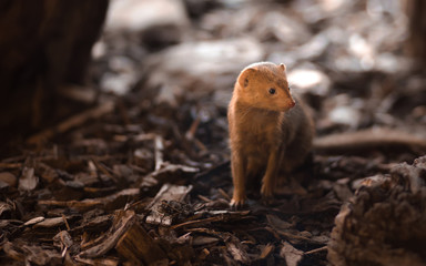 Curious Common dwarf mongoose family with kid  (Helogale parvula) in a zoo cage