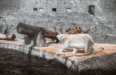 white bear walking on stone in a zoo