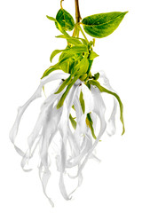 Fleur d’ylang-ylang sur fond blanc 