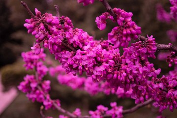 Pink flowers. Lilac. Blooming trees. Spring. Hope.