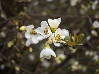 White flowers. Apple tree. Blooming trees. Spring. Summer. Hope.