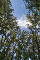 Through the branches of the sky