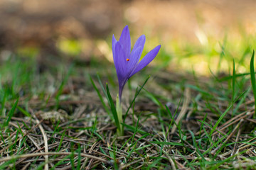 Crocus sativus, commonly known as saffron crocus