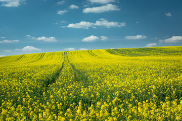 Obraz premium Field of yellow rape on the hill, horizon and white clouds on blue sky