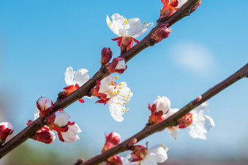 Branches of tree with blooming flowers in spring