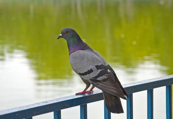 pigeon on the railing by the lake.