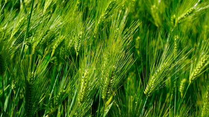 Fototapeta na wymiar Green barley in early May