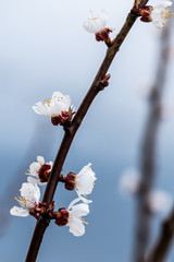 Spring branch with blooming flowers in springtime