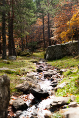 stream in the forest