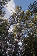 Through the branches of the sky