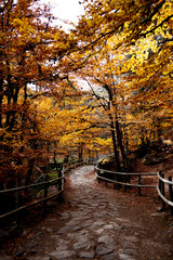 path cross the forest