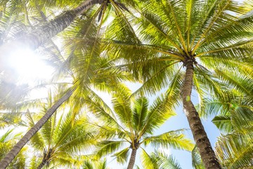 Fototapeta premium Coconut tree background, tropical island, nature background, outdoor day light, summer season