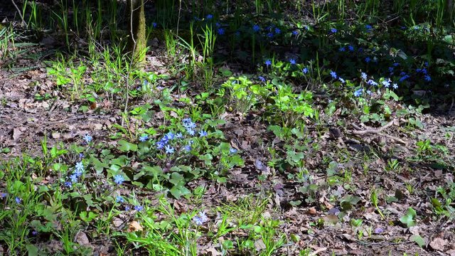 Flowers of Anemone hepatica (liverwort) at a forest glade.