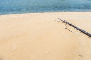 Dead tree on the beach, nature background, summer outdoor day light