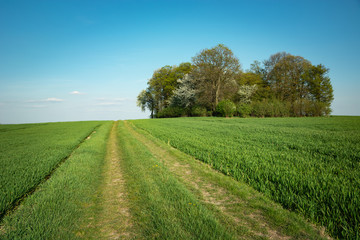 Grassy road through ripening green fields, group of trees on the horizon and blue sky