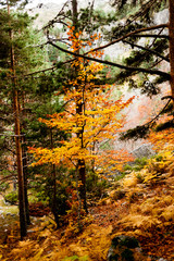 autumn in the forest