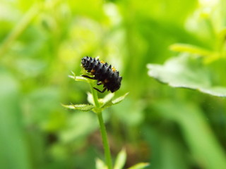ナナホシテントウ 幼虫 larve of ladybug