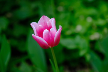 Fototapeta premium Tulips in a city park. Blurred background. Floral image for web design. 