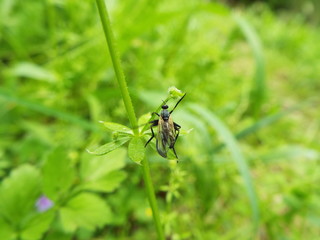 ヤドリバエ fly