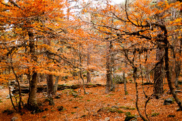 autumn in the forest