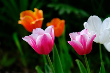 
Tulips in a city park.
Blurred background.
Floral image for web design.
