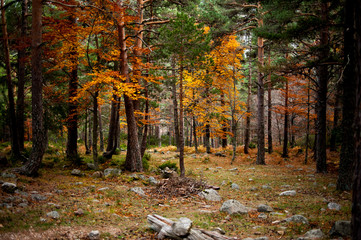 autumn in the forest