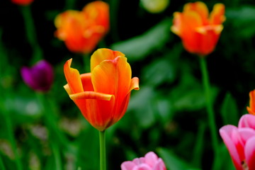 
Tulips in a city park.
Blurred background.
Floral image for web design.
