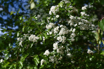 blossoming apple tree in spring