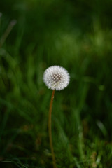 dandelion on green background