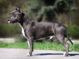 American Staffordshire Terrier in the garden on the on the sidewalk Portrait of a dog's exhibition stand