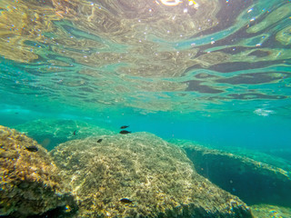 Underwater view of fish and rocks in Alghero shore