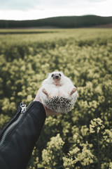 Little Hedgehog outside