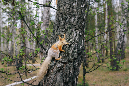 Red squirrel changes its coat in early spring. Food for squirrels. Feed a wild squirrel in a public Park.