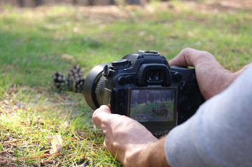 The men photographs pine cones in the forest