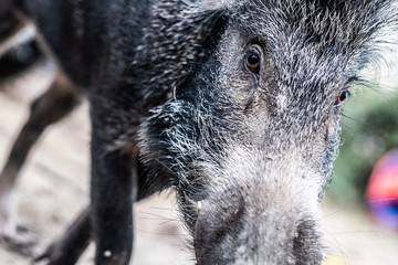Close up of wild boar