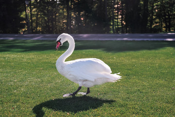 Beautiful white swan in the park.